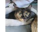 Adopt Wynonna a Domestic Short Hair