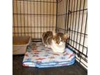 Adopt Precious Stella a Domestic Short Hair