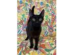 Adopt Starburst a Domestic Short Hair