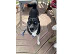 Adopt Storm a Husky, Mixed Breed