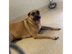 Adopt Roxy a Boxer, Pit Bull Terrier