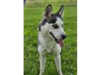 Adopt Avalon a Siberian Husky