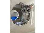 Adopt Guava a Domestic Short Hair