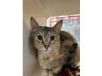 Adopt Blackberry a Domestic Short Hair