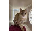 Adopt Orange Marmalade a Domestic Short Hair