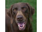 Adopt Vegas a German Shorthaired Pointer