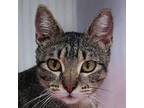 Adopt Mama T a Domestic Short Hair