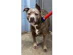 Adopt Raine a Pit Bull Terrier, Mixed Breed