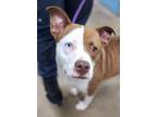 Adopt Takkiya (HW-) a Pit Bull Terrier, Mixed Breed