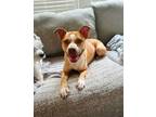 Adopt Scenery (HW-) a Pit Bull Terrier, Mixed Breed