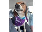 Adopt Dove**NOT AVAILABLE UNTIL 5/19 a Beagle