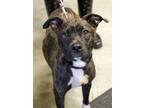 Adopt Maggie (HW +) a Pit Bull Terrier, Mixed Breed