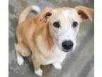 Adopt Zoey a Shepherd, Mixed Breed