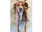 Adopt Nova-Macomber EOD 5/15 a Pit Bull Terrier, Mixed Breed