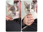 Adopt Angel a Domestic Short Hair