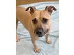 Adopt Indica a Pit Bull Terrier