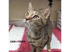 Adopt Edamama a Domestic Short Hair