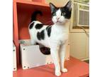 Adopt Jet Coffee a Domestic Short Hair