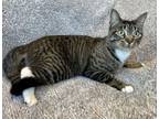 Adopt Emerald (Lily) a Domestic Short Hair