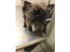 Adopt Chica Picante a Yorkshire Terrier, Mixed Breed