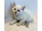 Adopt Toasted Marshmallow a Domestic Short Hair