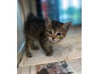 Adopt Shelley a Domestic Short Hair