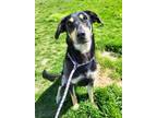 Adopt Breezy 41314 a Coonhound / Mixed dog in Pocatello, ID (41421707)