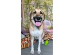 Adopt Sky a Labrador Retriever, Anatolian Shepherd