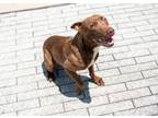 Adopt Joli a Pit Bull Terrier, Mixed Breed