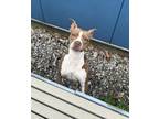 Adopt Nessie a Pit Bull Terrier, Mixed Breed