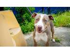 Adopt Bella (Underdog) a Pit Bull Terrier, Mixed Breed