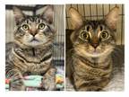 Adopt Taco & Pongo a Domestic Medium Hair