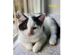 Adopt Panda a Domestic Short Hair