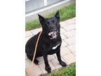 Adopt Midnight a Mixed Breed, Labrador Retriever