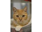 Adopt Branwen a Domestic Short Hair