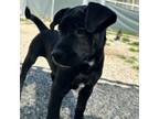 Adopt Vega a Black Labrador Retriever