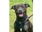 Adopt Sunny a Labrador Retriever, Mixed Breed