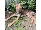 Adopt Cerce-Foster a Mixed Breed
