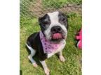 Adopt Sable a Pit Bull Terrier