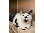 Adopt Domino a Domestic Short Hair