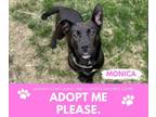 Adopt MONICA a German Shepherd Dog, Pit Bull Terrier