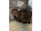 Adopt BENTLEY JO a Domestic Long Hair