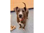 Adopt Bluebell a Pit Bull Terrier, Mixed Breed