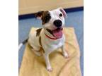 Adopt Taffy a Pit Bull Terrier, Mixed Breed