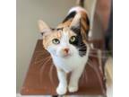 Adopt Darcy a Domestic Short Hair