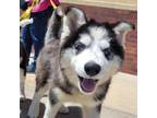 Adopt Lydia a Husky