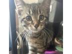 Adopt Emerald a Domestic Short Hair