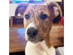 Adopt Lilo a Pit Bull Terrier, Mixed Breed