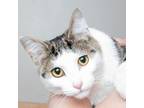 Adopt DQ C16152 bonded with Purrcy a Domestic Short Hair
