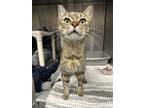Adopt Kakashi a Domestic Shorthair / Mixed cat in Richmond, VA (41420227)